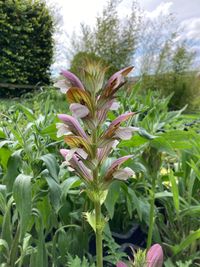 Acanthus hungaricus