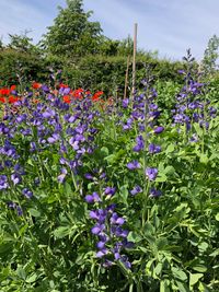 Baptisia australis