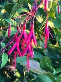 Fuchsia magellanica &#039;Riccartoni&#039;