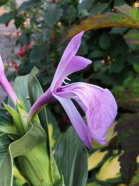 Roscoea purpurea Ant Marian