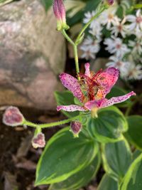 Tricyrtis formosana &#039;Autumn Glow&#039;_2